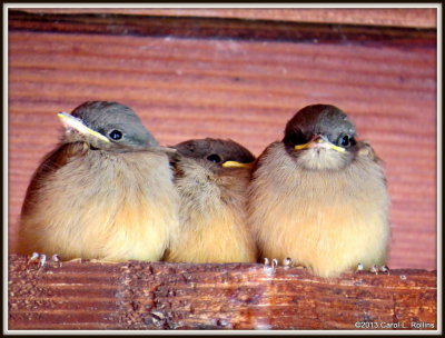 IMG_5581 Barn Swallow Fledglings