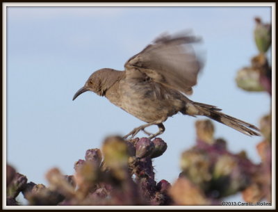 IMG_4814 Curve-billed Thrasher