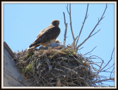 IMG_5626 Red-tailed Hawk and Chicks