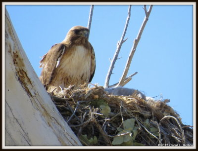 IMG_5731 Red-tailed Hawk on Nest