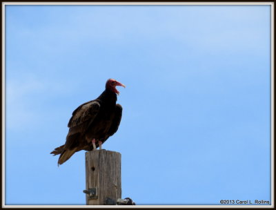 IMG_5869 Turkey Vulture