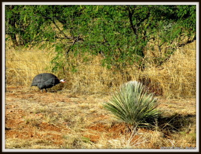 IMG_5469 Guinea Fowl