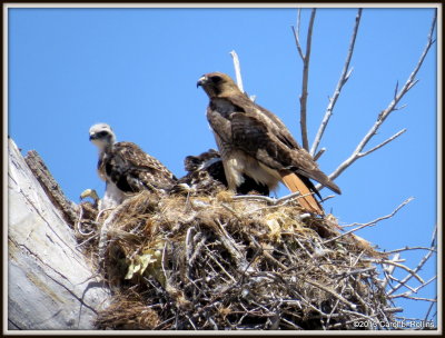 IMG_6302 Red-tailed Hawk & Chick(s)