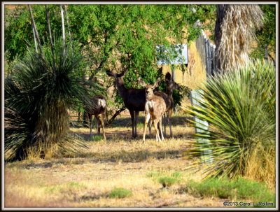 IMG_5488 Mule Deer