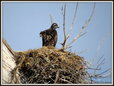 IMG_6513 Red-tailed Hawk fledgling