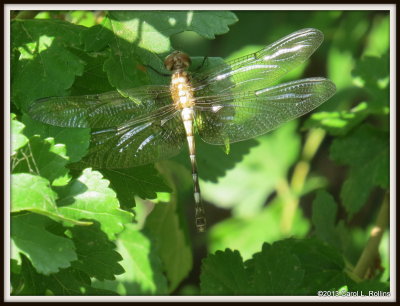 IMG_6778 Dragonfly