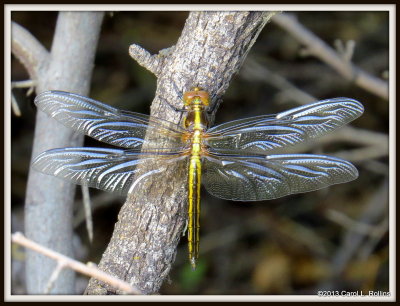 IMG_6842 Dragonfly