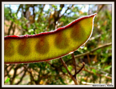IMG_6238 Seed Pod