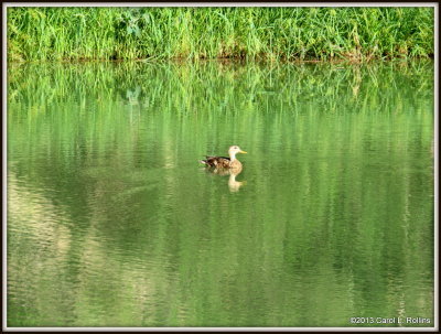 IMG_6752 Wildlife Pond