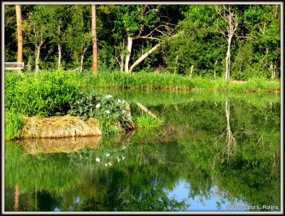 IMG_6756 Wildlife Pond