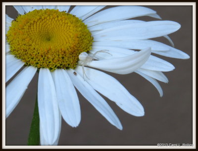 IMG_6898 Crab Spider