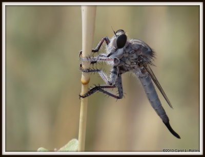 IMG_7705 Robber Fly