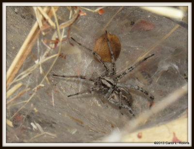 IMG_7298 Funnel Web Grass Spider