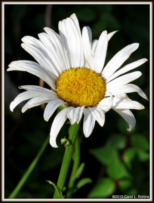 IMG_6902 Daisy