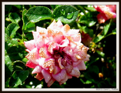 IMG_6926 Rose