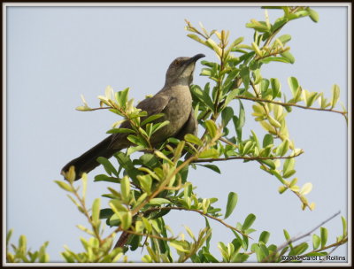 IMG_8385 Curve-billed Thrasher