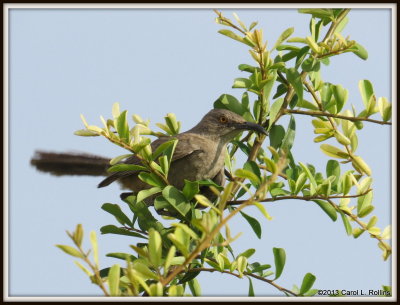 IMG_8387 Curve-billed Thrasher