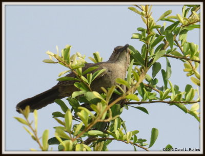 IMG_8389 Curve-billed Thrasher