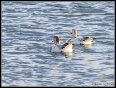 IMG_2472 Snow Geese