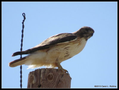 IMG_2589 Red-tailed Hawk