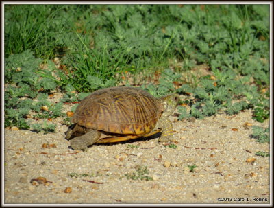 IMG_8950 Ornate Box Turtle