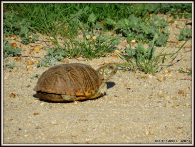 IMG_8946 Ornate Box Turtle