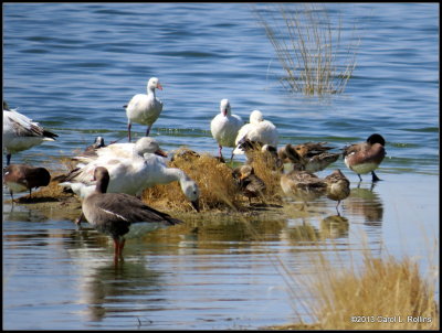 IMG_2641 Snow Geese & Friends