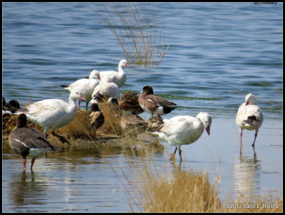 IMG_2643 Snow Geese & Friends