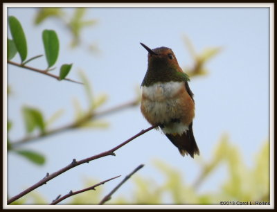 IMG_9821 Rufous