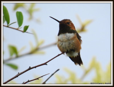 IMG_9825 Rufous Hummingbird