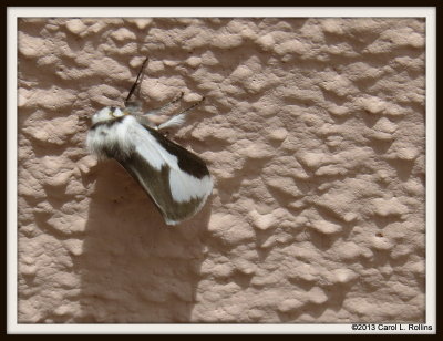 IMG_8660 Moth