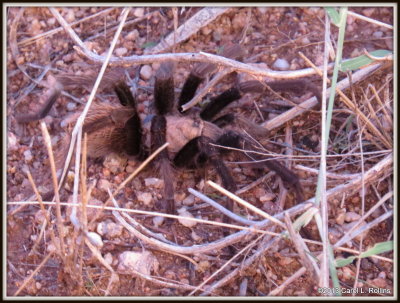 IMG_9887 Tarantula