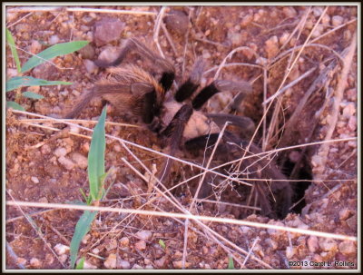 IMG_9883 Tarantula