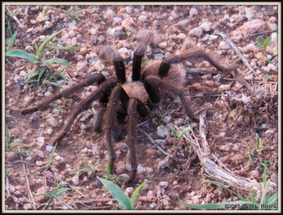 IMG_9867 Tarantula