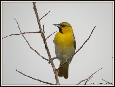 IMG_8825 Bullock's Oriole