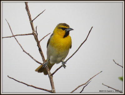 IMG_8824 Bullock's Oriole