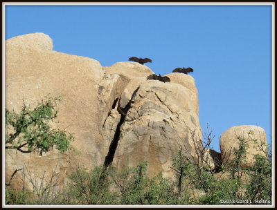 IMG_0002 Turkey Vultures