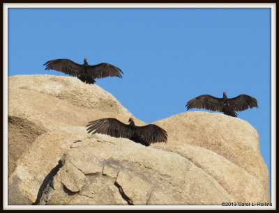 IMG_9999 Turkey Vultures