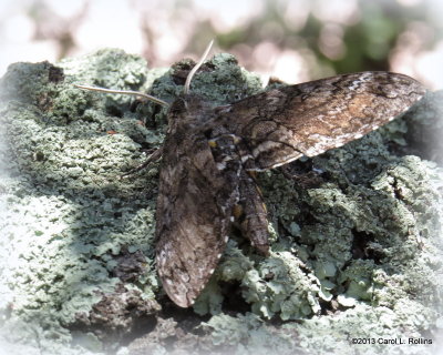 IMG_0110 Sphinx Moth