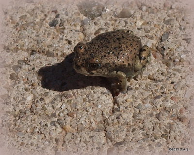 P8167086 Toad? Frog? Spadefoot?