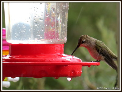 IMG_9233 Hummingbird in the Rain