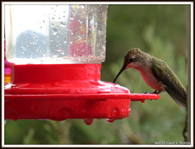 IMG_9230 Hummingbird in the Rain