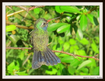 IMG_0345 Broad-billed Hummingbird