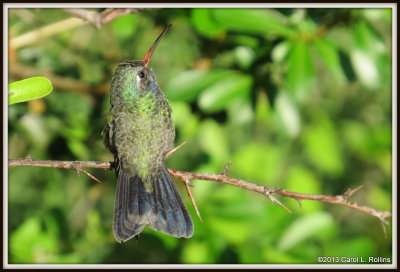 IMG_0354 Broad-billed Hummingbird