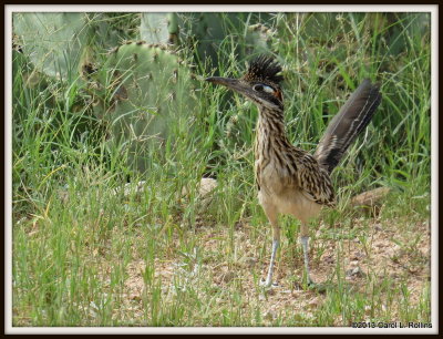 IMG_0546 Roadrunner