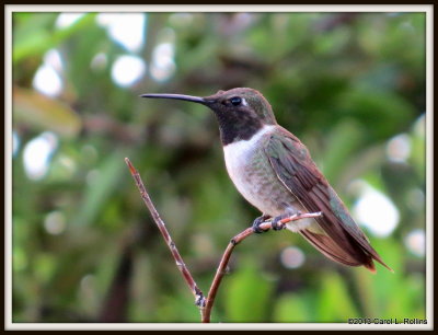 IMG_0053 Black-chinned Hummingbird