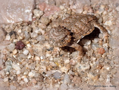 P9058903 Desert Horned Lizard