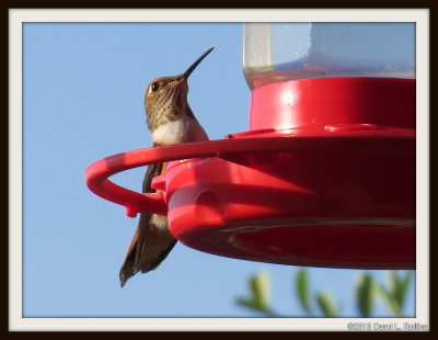 IMG_0286 Rufous/Allen's