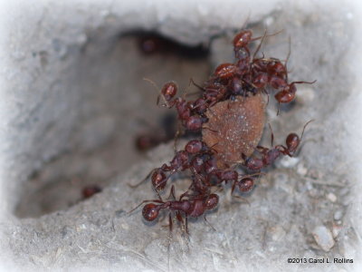 P9260755 Ants Cleaning House 