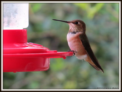 IMG_0862 Rufous/Allen's